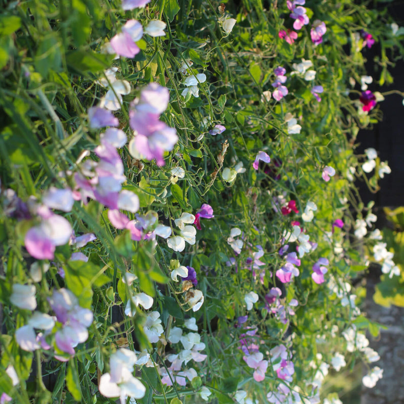 Sweet Pea Seeds