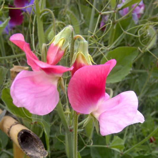 Sweet Pea Seeds