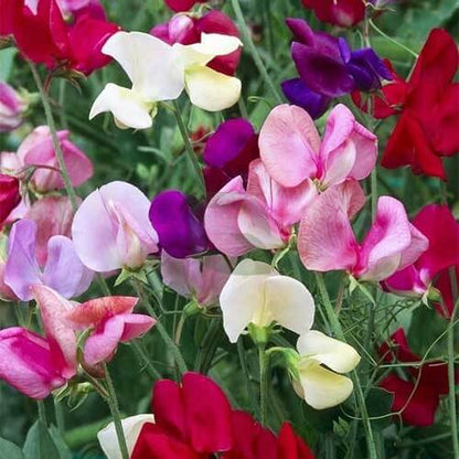 Sweet Pea Seeds - Flower Plant