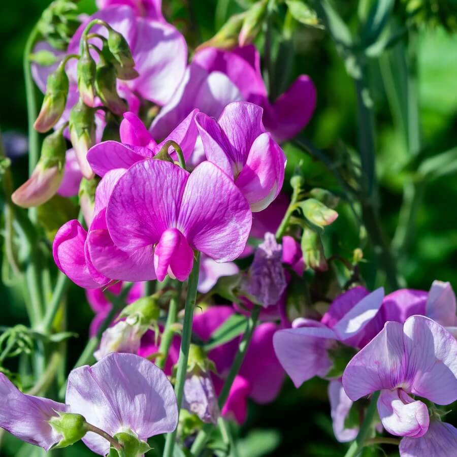 Sweet Pea Seeds - Flower Plant