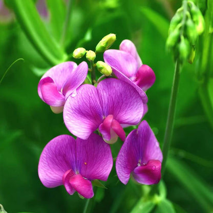 Sweet Pea seeds - Flower Plant