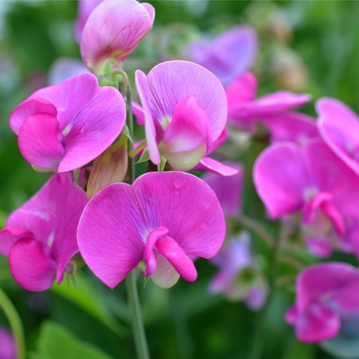 Sweet Pea seeds - Flower Plant