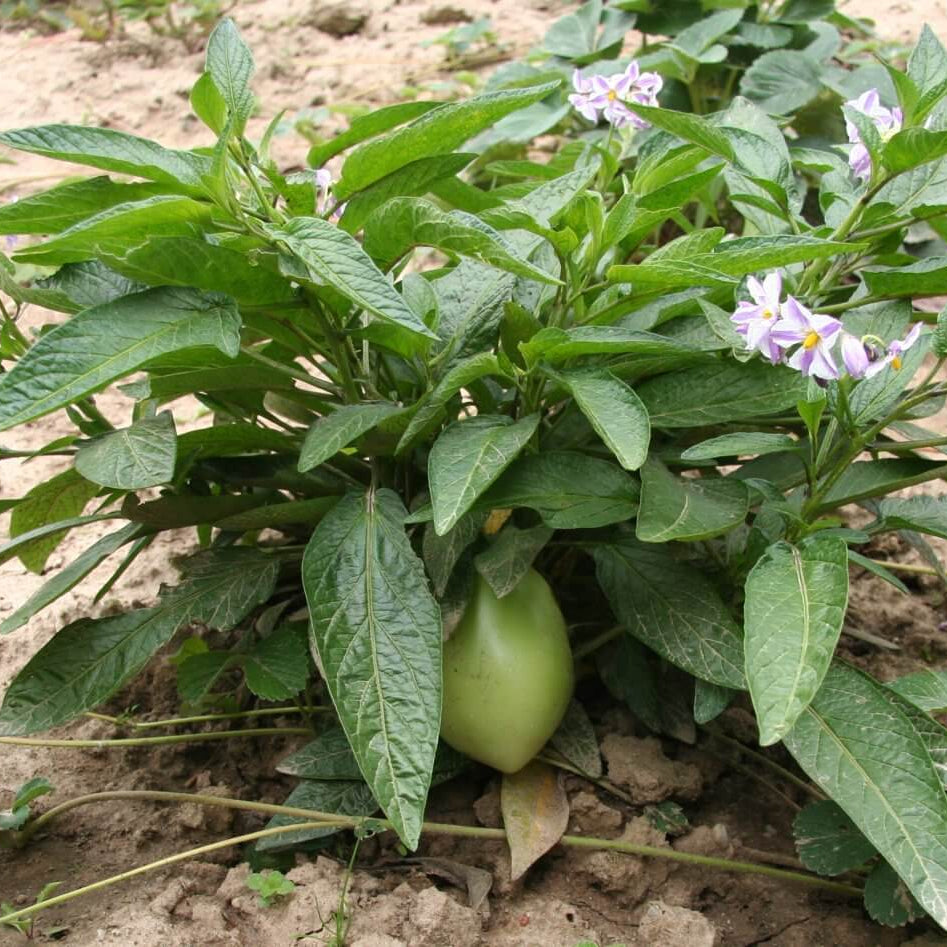 Sweet Pepino Seeds