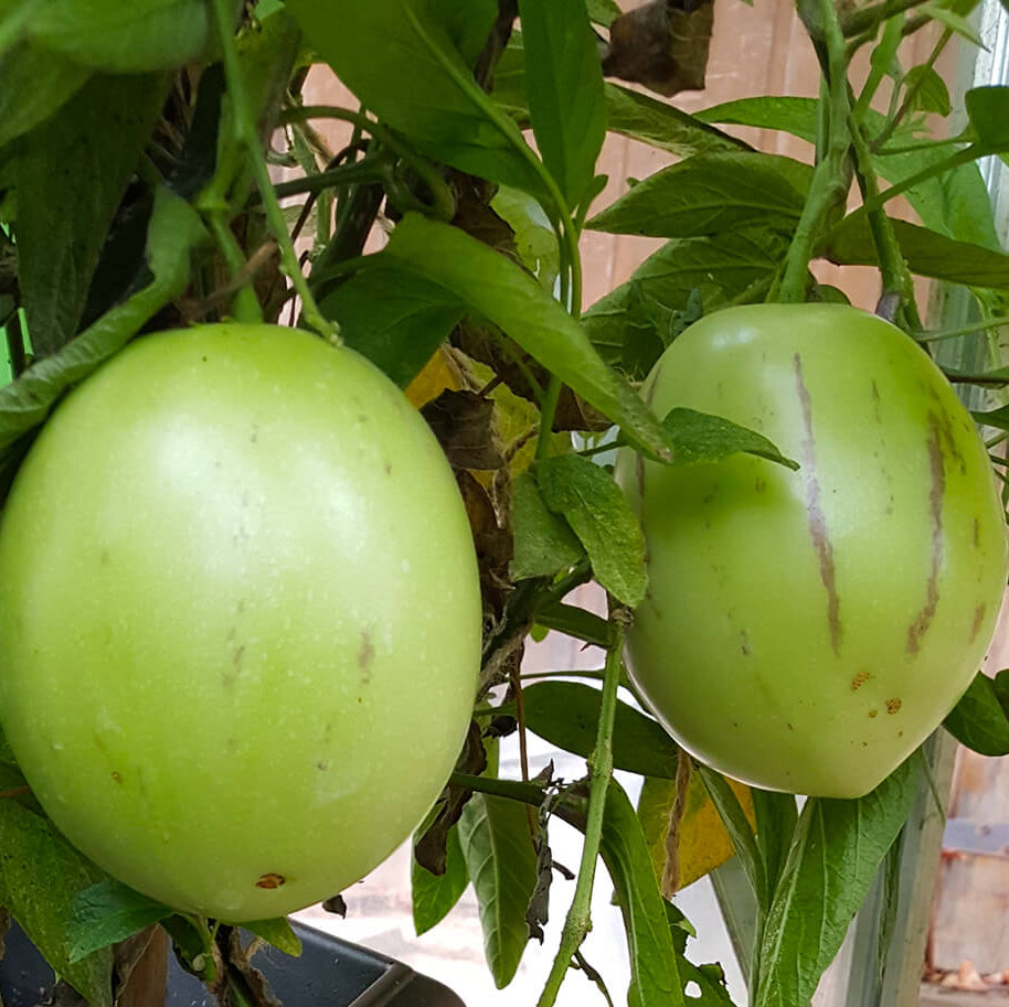 Sweet Pepino Seeds