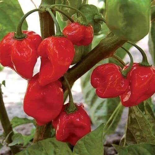 Sweet Pimento Pepper Seeds
