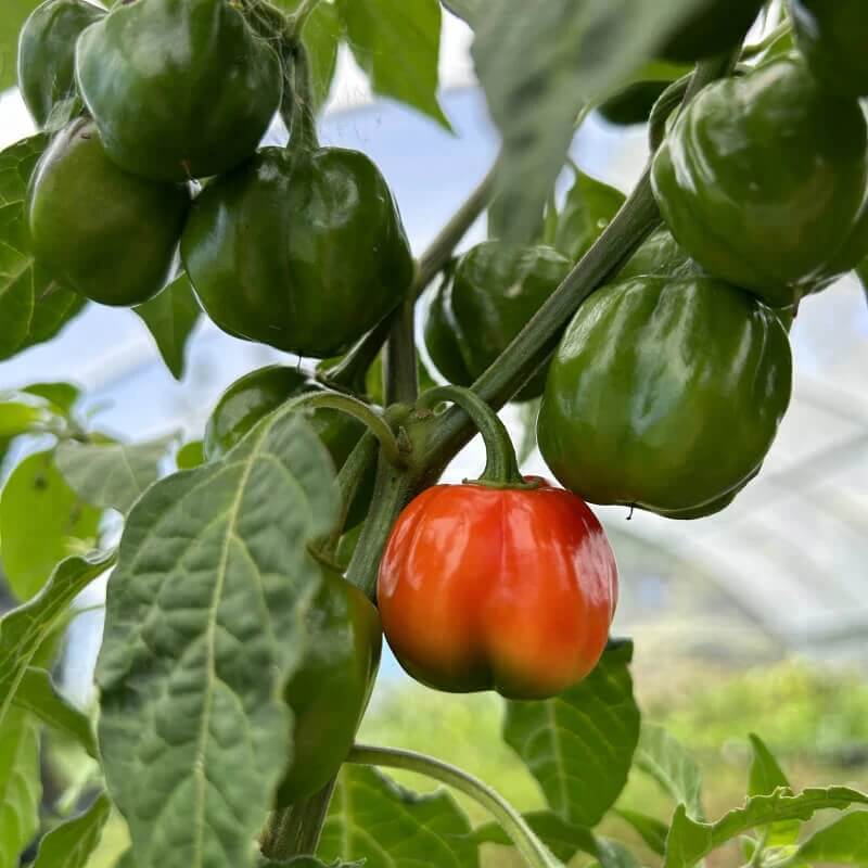 Sweet Pimento Pepper Seeds