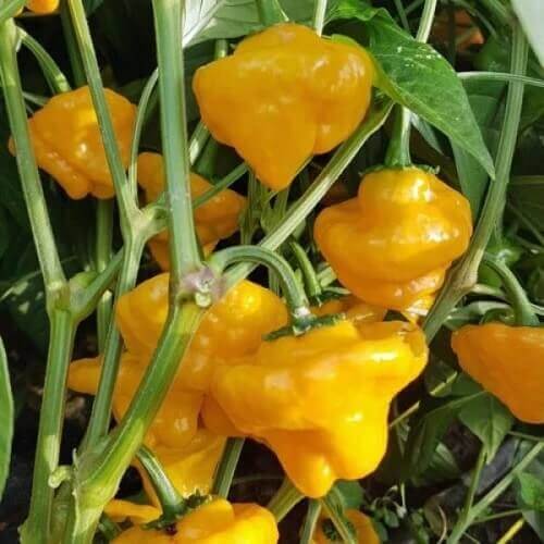 Sweet Pimento Pepper Seeds
