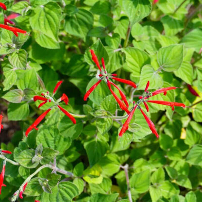 Sweet Pineapple Sage Seeds