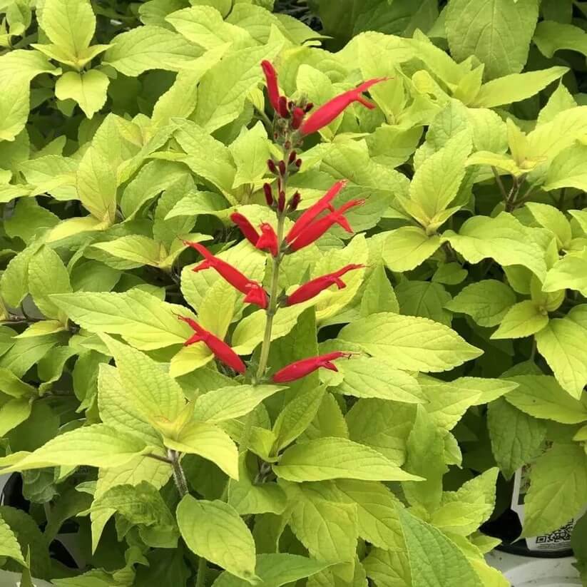 Sweet Pineapple Sage Seeds