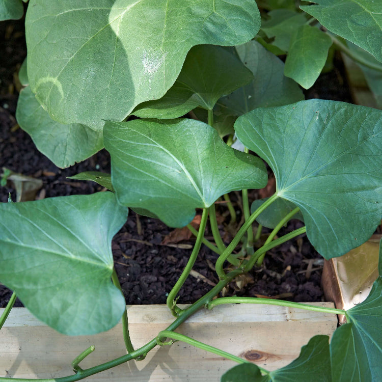 Sweet Potato Seeds