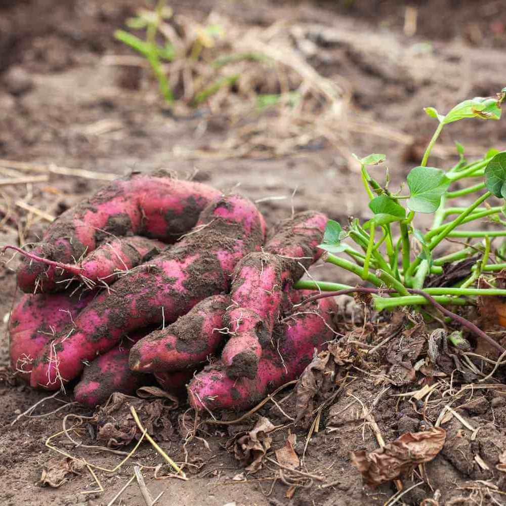 Sweet Potato Seeds