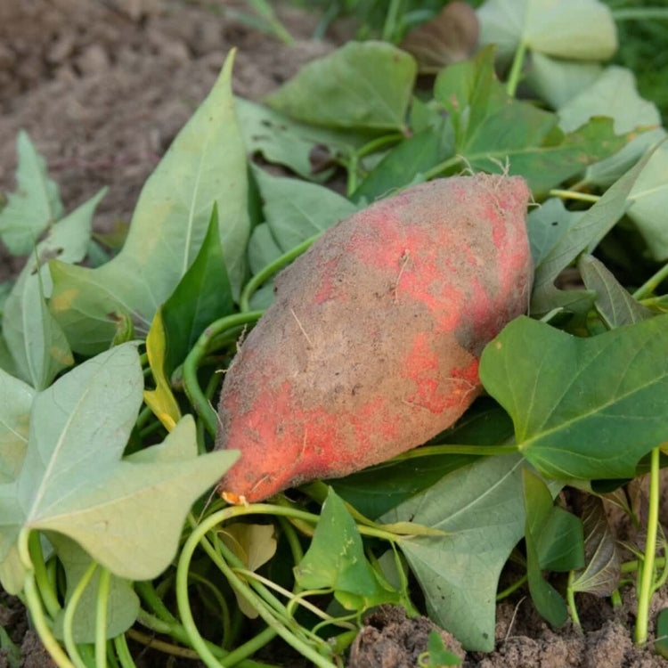 Sweet Potato Seeds
