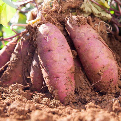 Sweet Potato Seeds