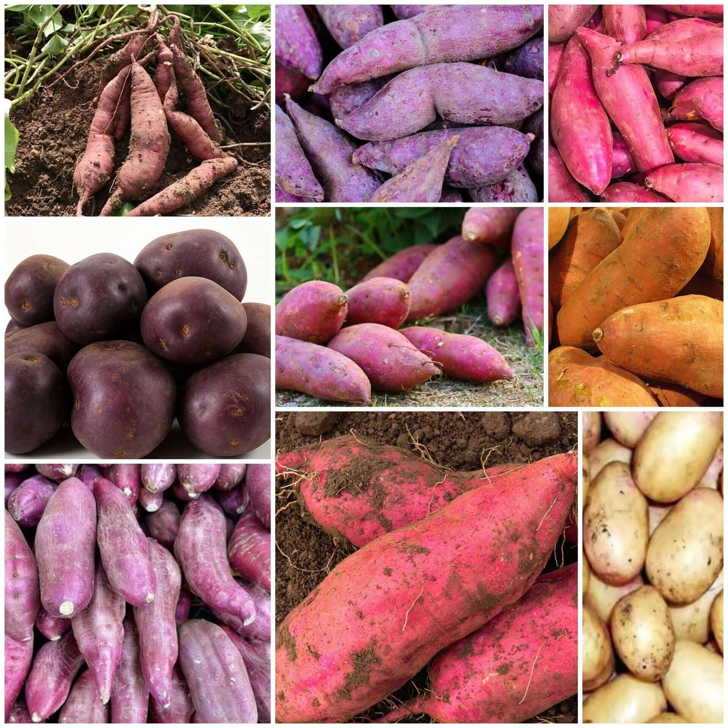 Sweet Potato Seeds