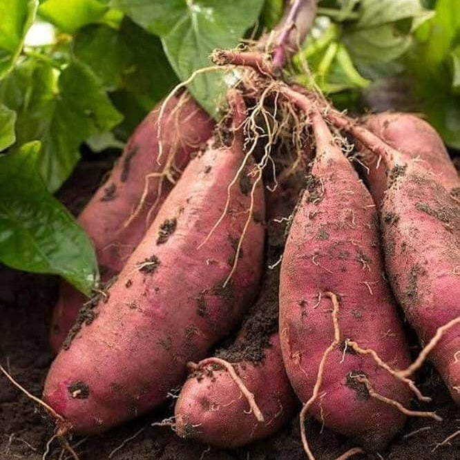 Sweet Potato Seeds - Vegetable Plant