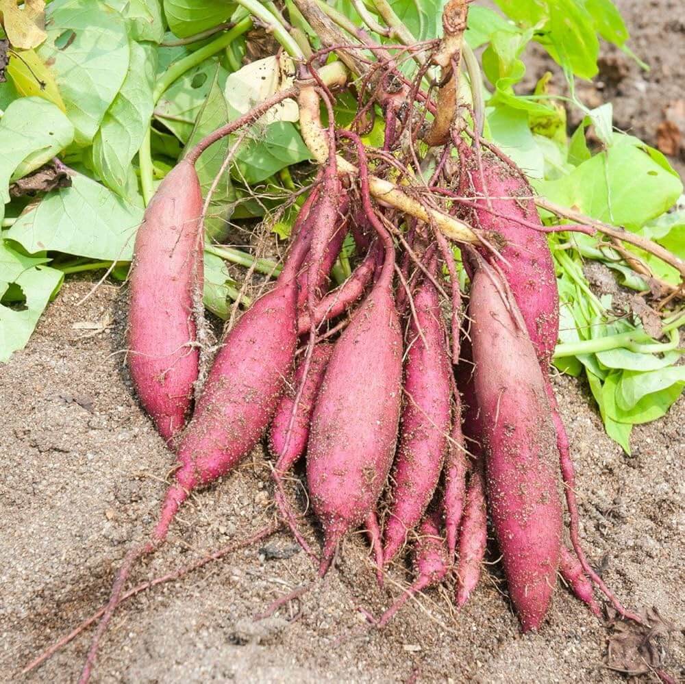 Sweet Potato Seeds - Vegetable Plant