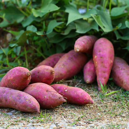 Sweet Potato Seeds