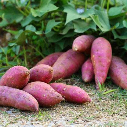 Sweet Potato Seeds - Vegetable Plant