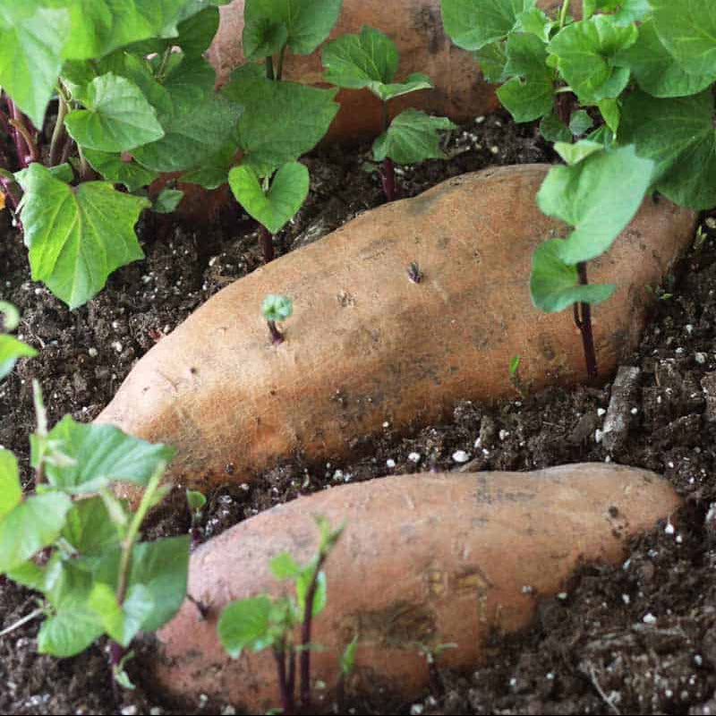 Sweet Potato Slips Seeds 