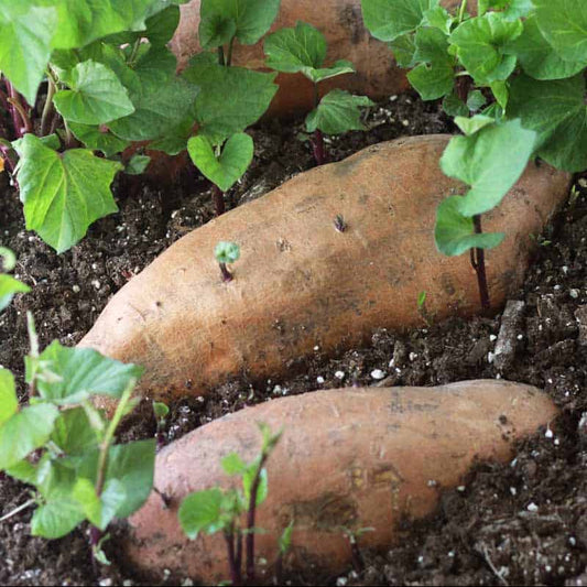 Sweet Potato Slips Seeds 