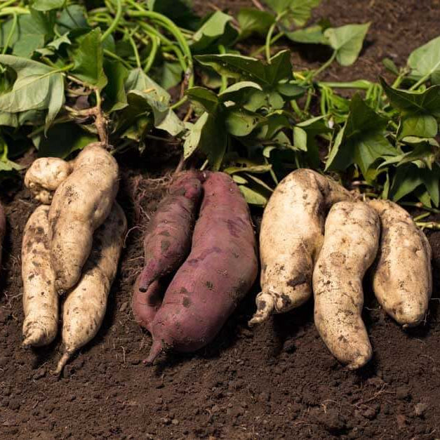 Sweet Potato Slips Seeds 