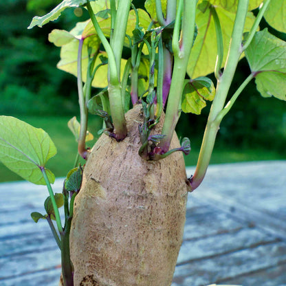 Sweet Potato Slips Seeds 