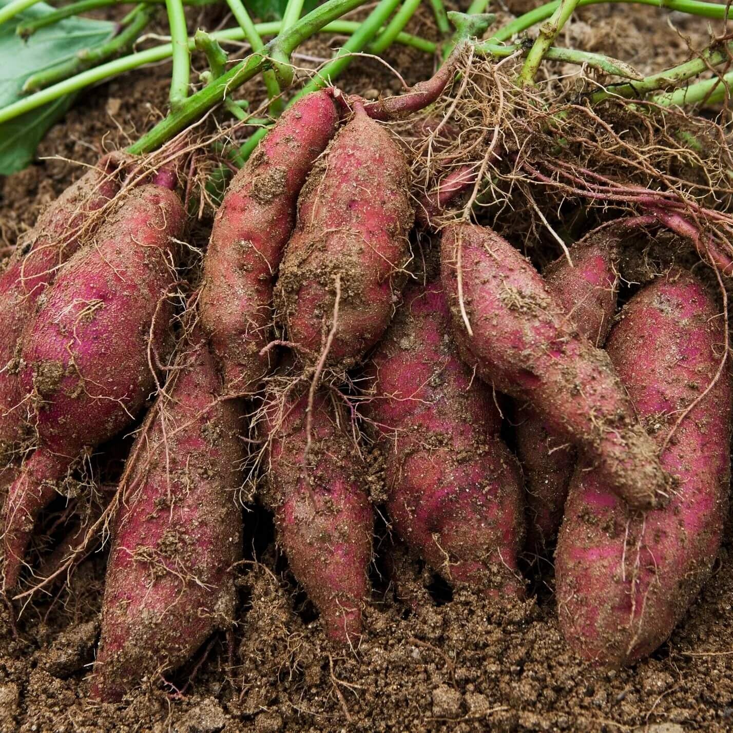 Sweet Potato Slips Seeds 