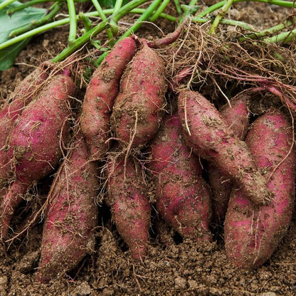 Sweet Potato Slips Seeds 