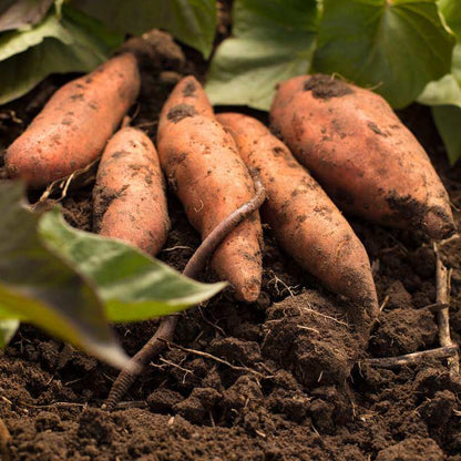 Sweet Potato Slips Seeds 