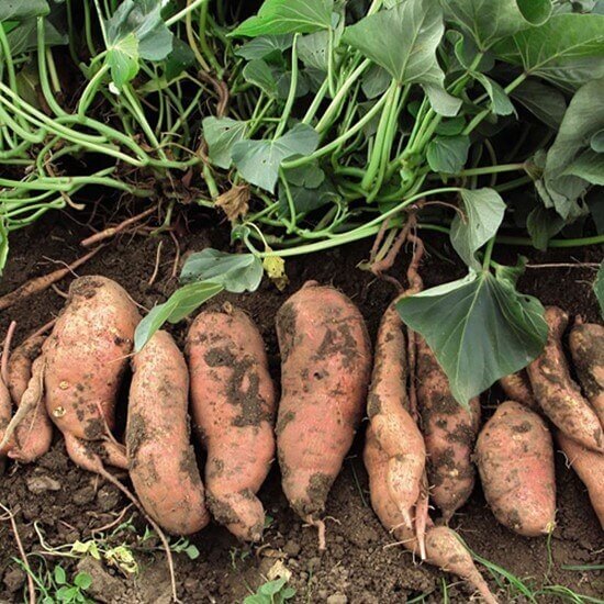 Sweet Potato Vine Seeds 