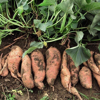Sweet Potato Vine Seeds 