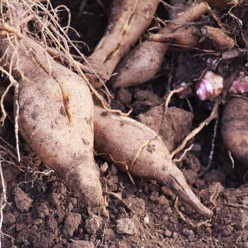 Sweet Root Yacon Seeds