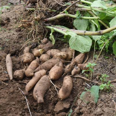 Sweet Root Yacon Seeds
