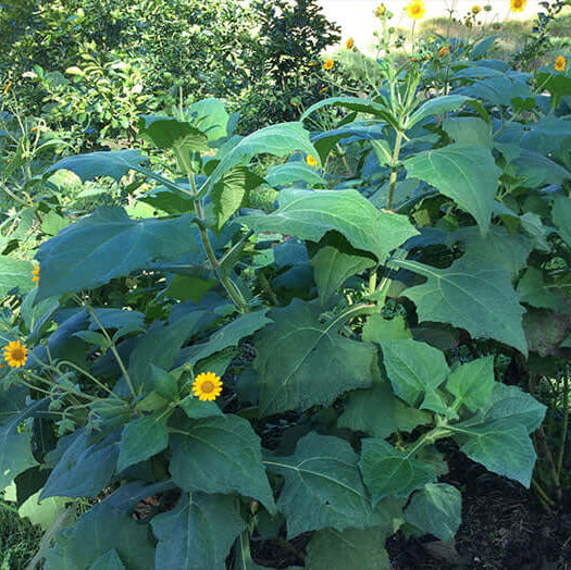 Sweet Root Yacon Seeds