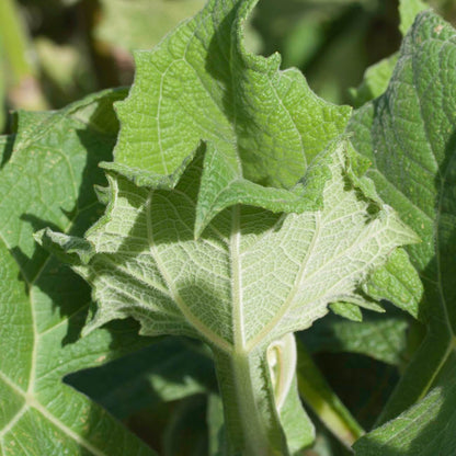 Sweet Root Yacon Seeds