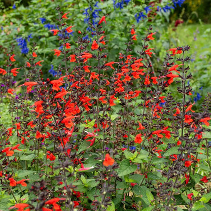 Sweet Sage Plant Seeds