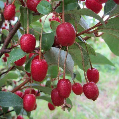 Sweet Scarlet Berry Seeds