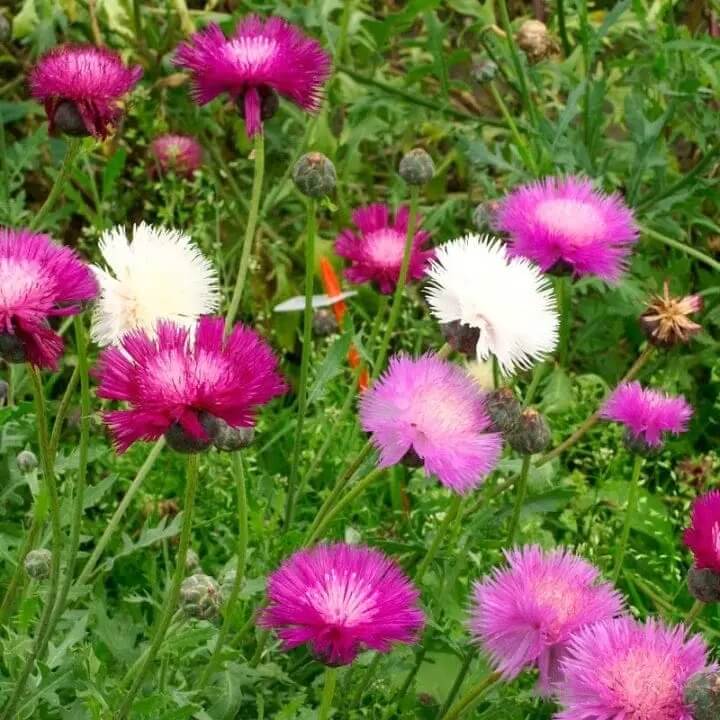 Sweet Sultan Lavender Seeds - Flower Plant For Home Gardens