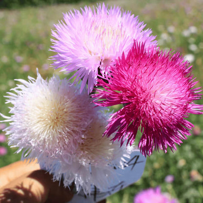 Sweet Sultan Lavender Seeds - Flower Plant For Home Gardens