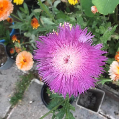 Sweet Sultan Lavender Seeds - Flower Plant For Home Gardens