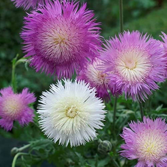 Sweet Sultan Mixed Seeds - Flower Plant 