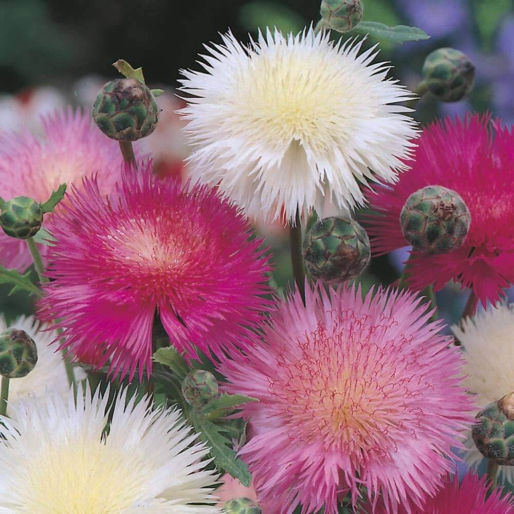 Sweet Sultan Mixed Seeds - Flower Plant 