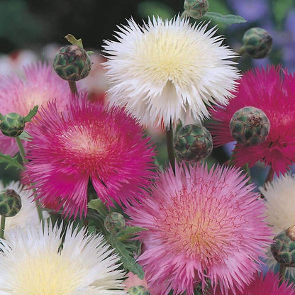 Sweet Sultan Mixed Seeds - Flower Plant 