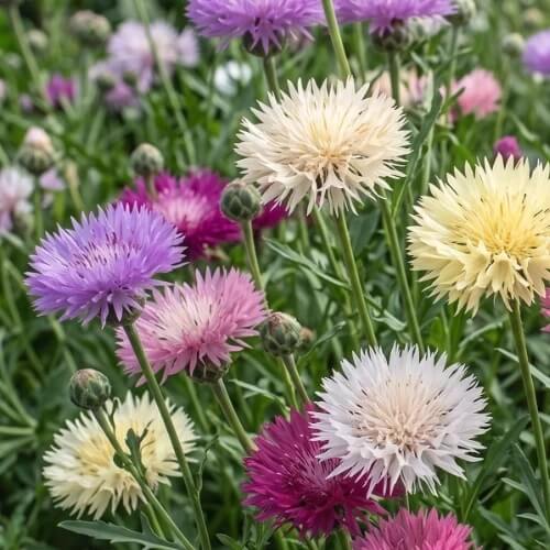 Sweet Sultan Mixed Seeds - Flower Plant 