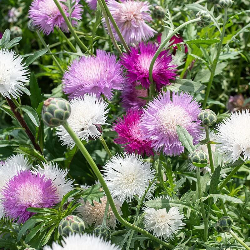Sweet Sultan Mixed Seeds - Flower Plant 