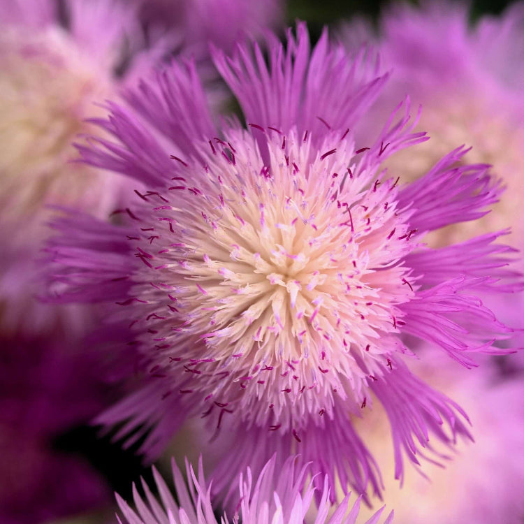 Sweet Sultan Pink Seeds - Flower Plant For Home Gardens