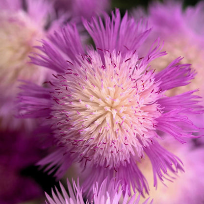 Sweet Sultan Pink Seeds - Flower Plant For Home Gardens