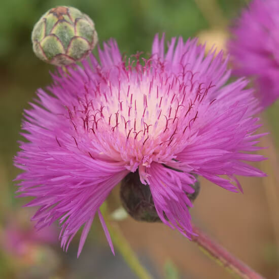 Sweet Sultan Pink Seeds - Flower Plant For Home Gardens