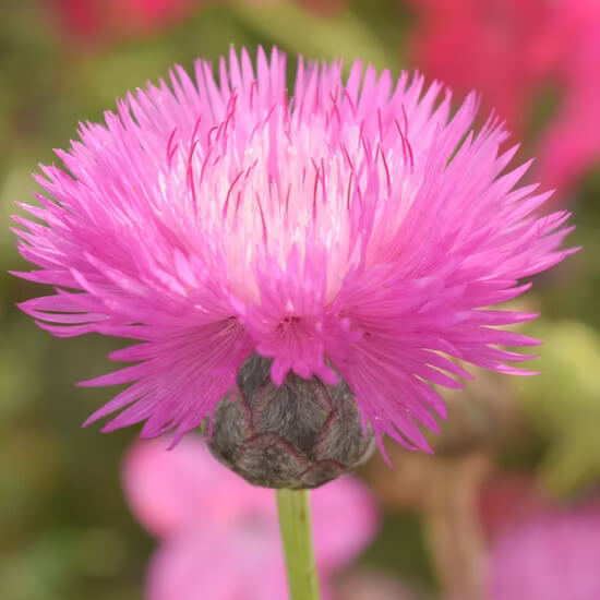 Sweet Sultan Pink Seeds - Flower Plant For Home Gardens