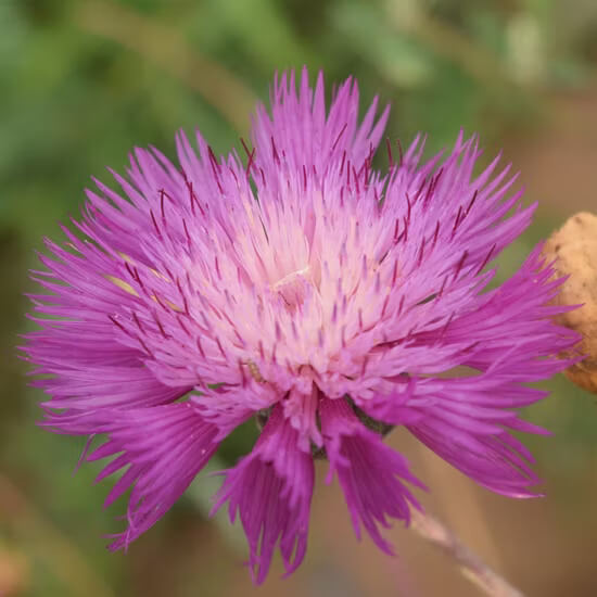 Sweet Sultan Pink Seeds - Flower Plant For Home Gardens